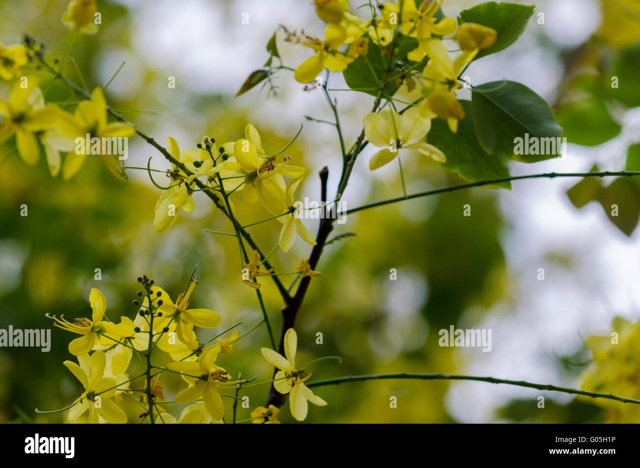 Cassia fistula or the Golden shower tree in Lodi Garden, New Delhi, Delhi, India Stock Photo