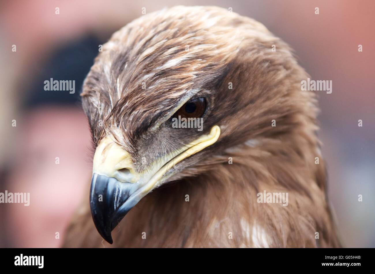 Closeup portrait of an eagles head Stock Photo  Alamy