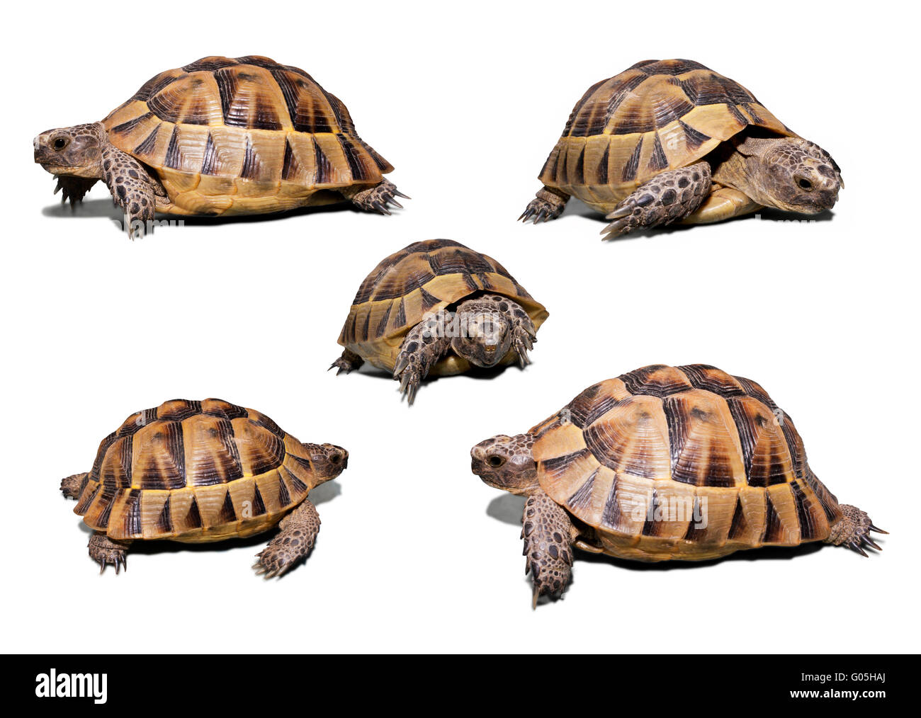 Land turtle Cut Out Stock Images & Pictures - Alamy