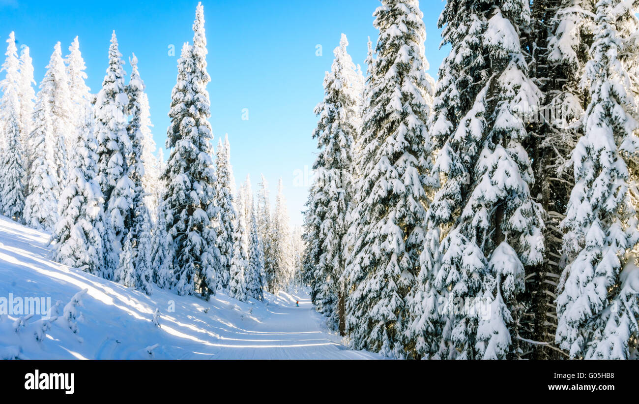 The wonders of a winter landscape with snow covered trees at Sun Peaks Alpine village in the Shuswap Highlands of beautiful  British Columbia Stock Photo