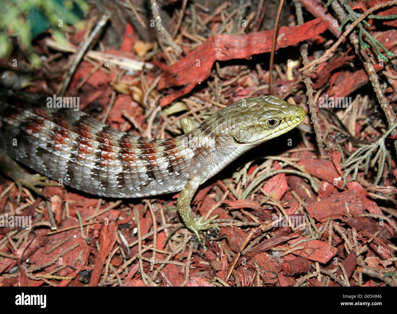 Alligator Lizard Stock Photo