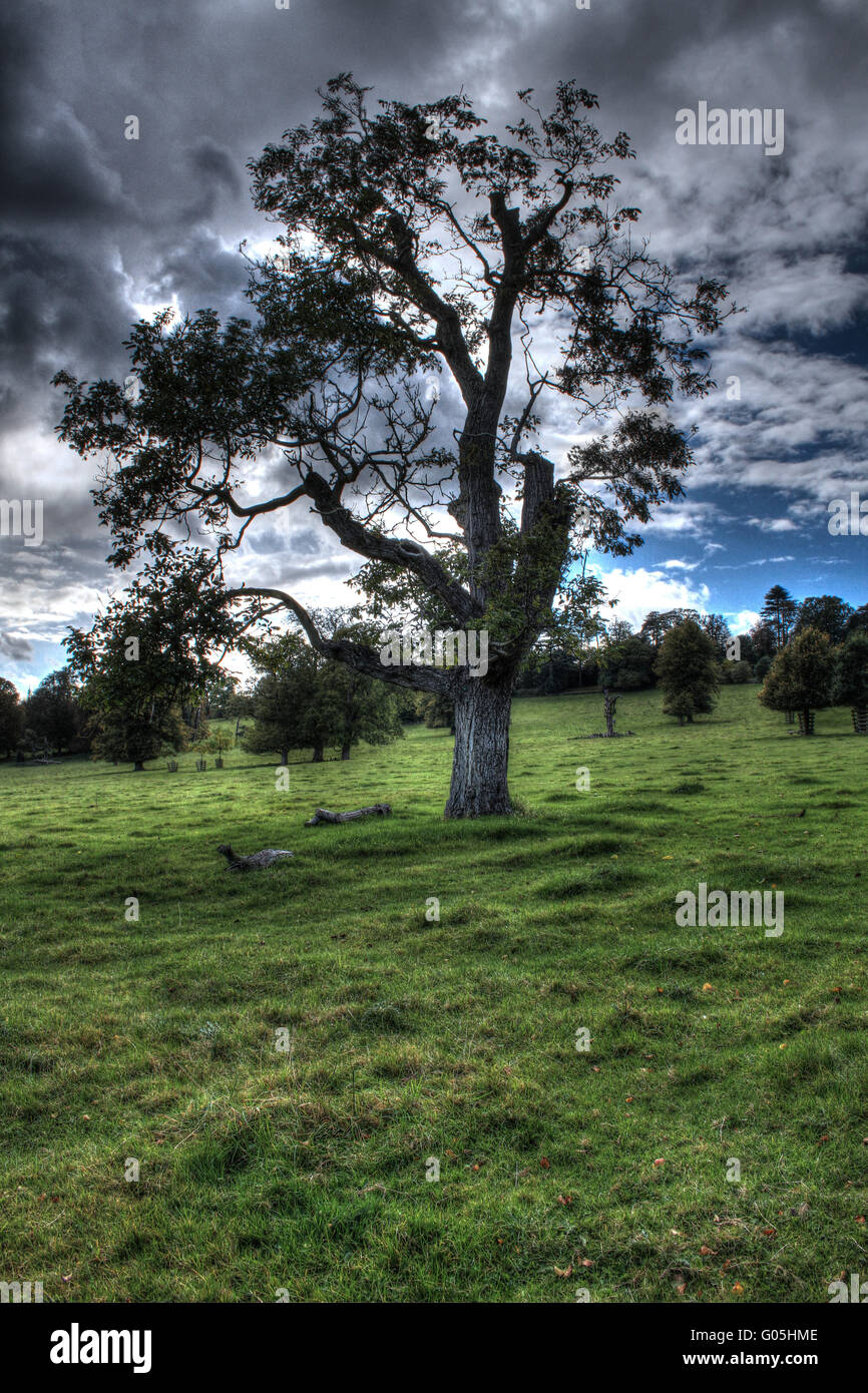 Hdr tree hi-res stock photography and images - Alamy