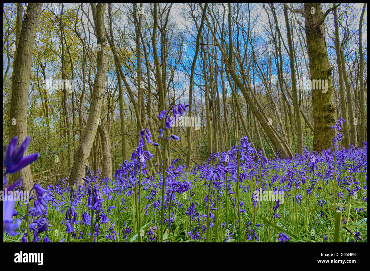Bluebell Woods in Spring Stock Photo