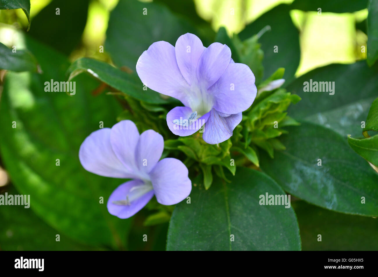 Purple Barleria strigosa, Family Acanthaceae, Central of Thailand Stock Photo
