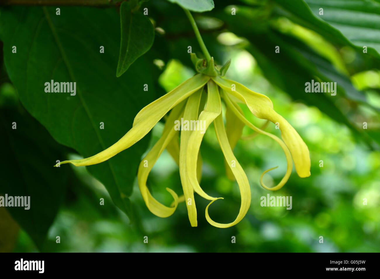 Dwarf ylang ylang flower, Cananga odorata var. fruticosa, Family Annonaceae, Central of Thailand Stock Photo