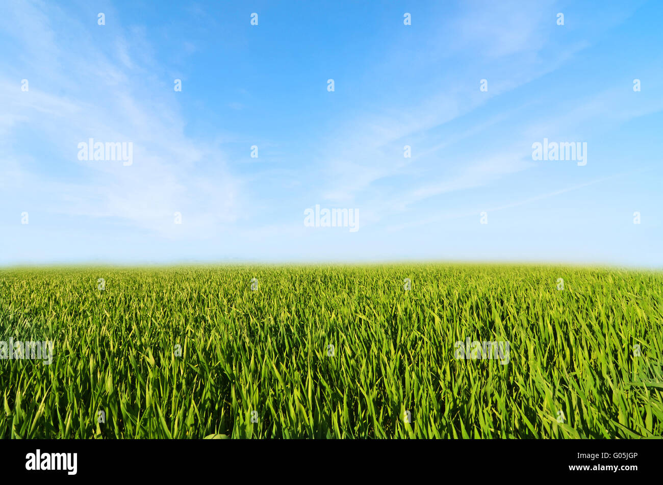 Meadow with green grass and blue sky with clouds Stock Photo - Alamy
