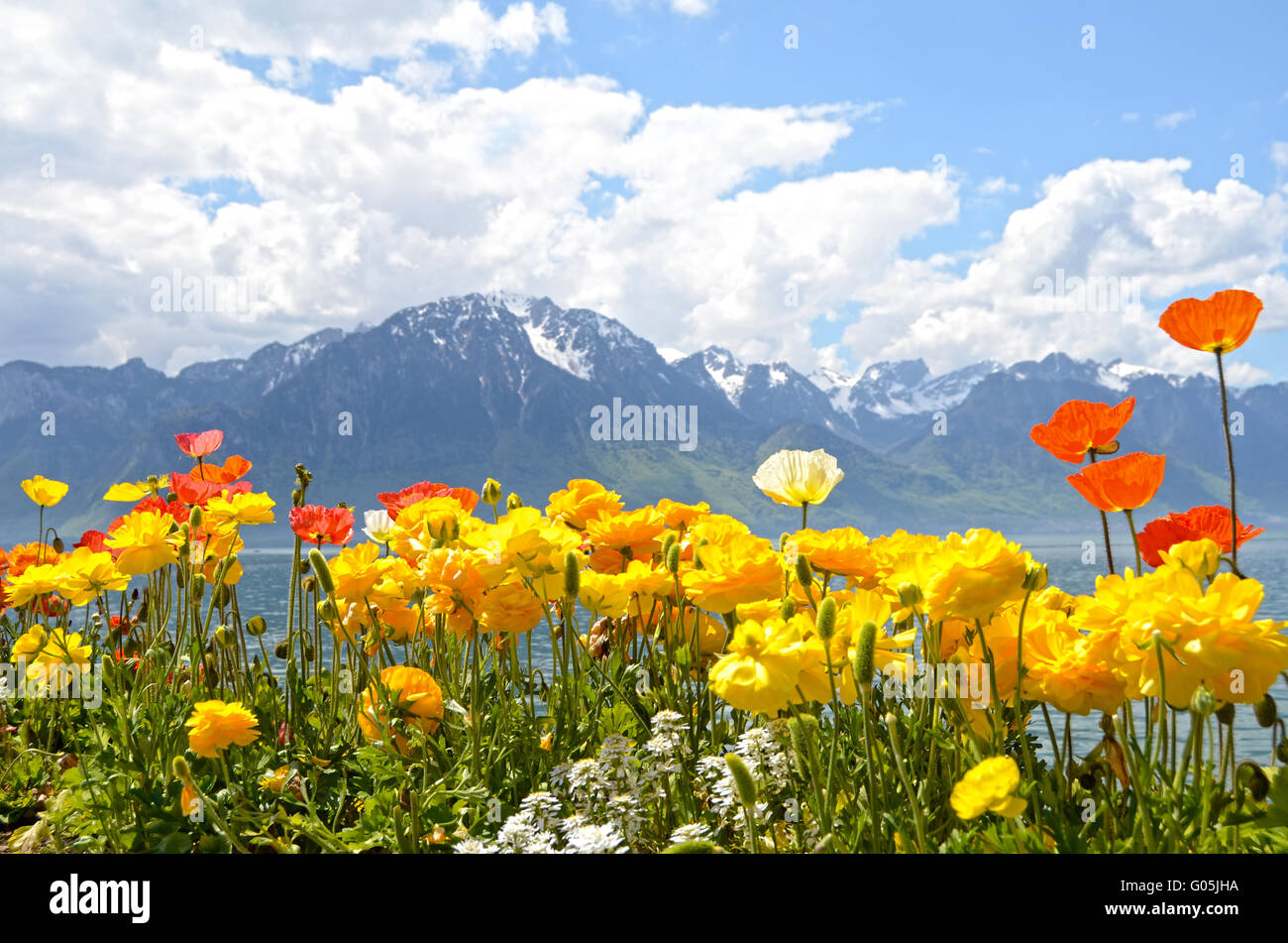 Flowers against mountains and lake Geneva from the Embankment in