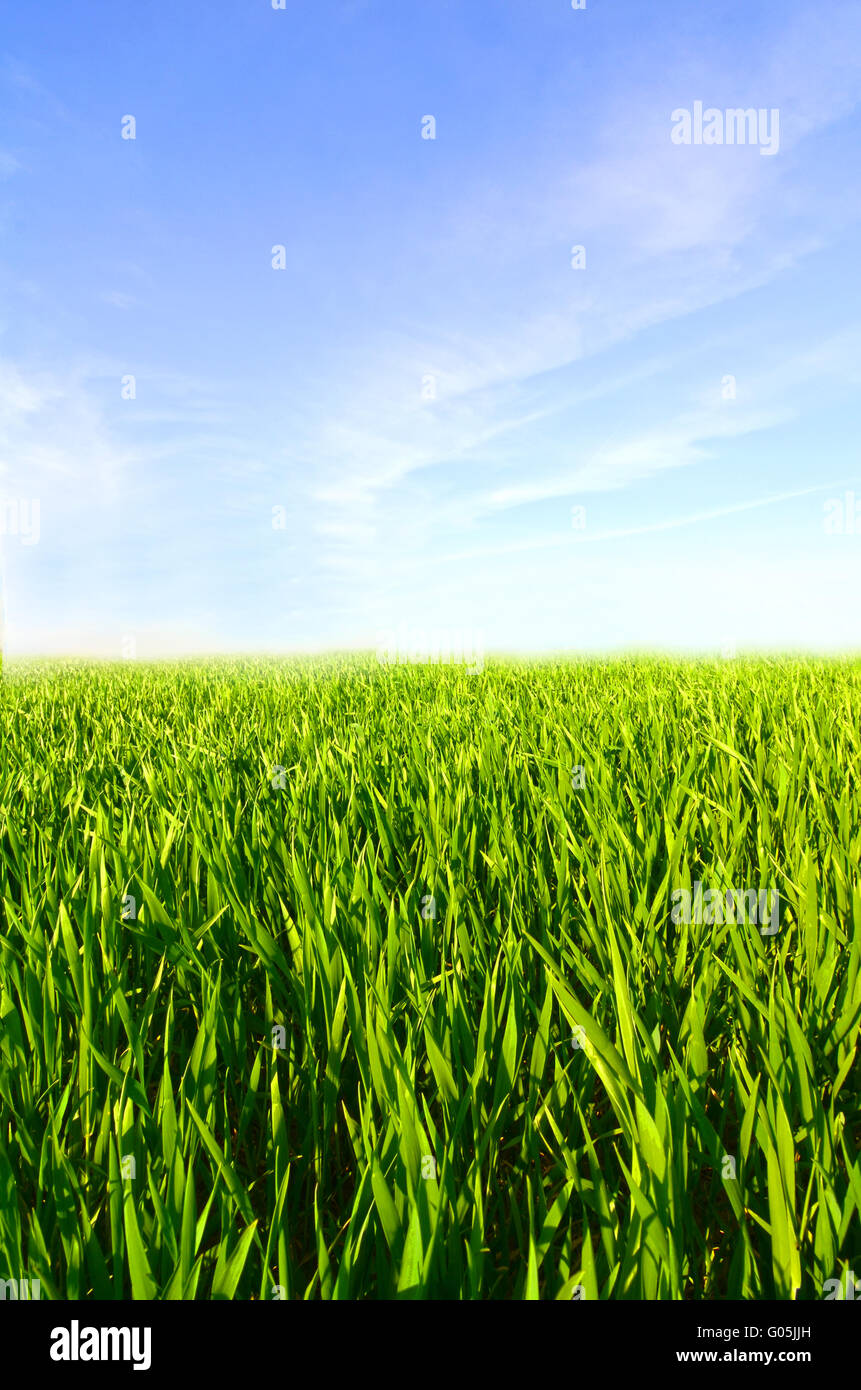 Meadow with green grass and blue sky with clouds Stock Photo - Alamy