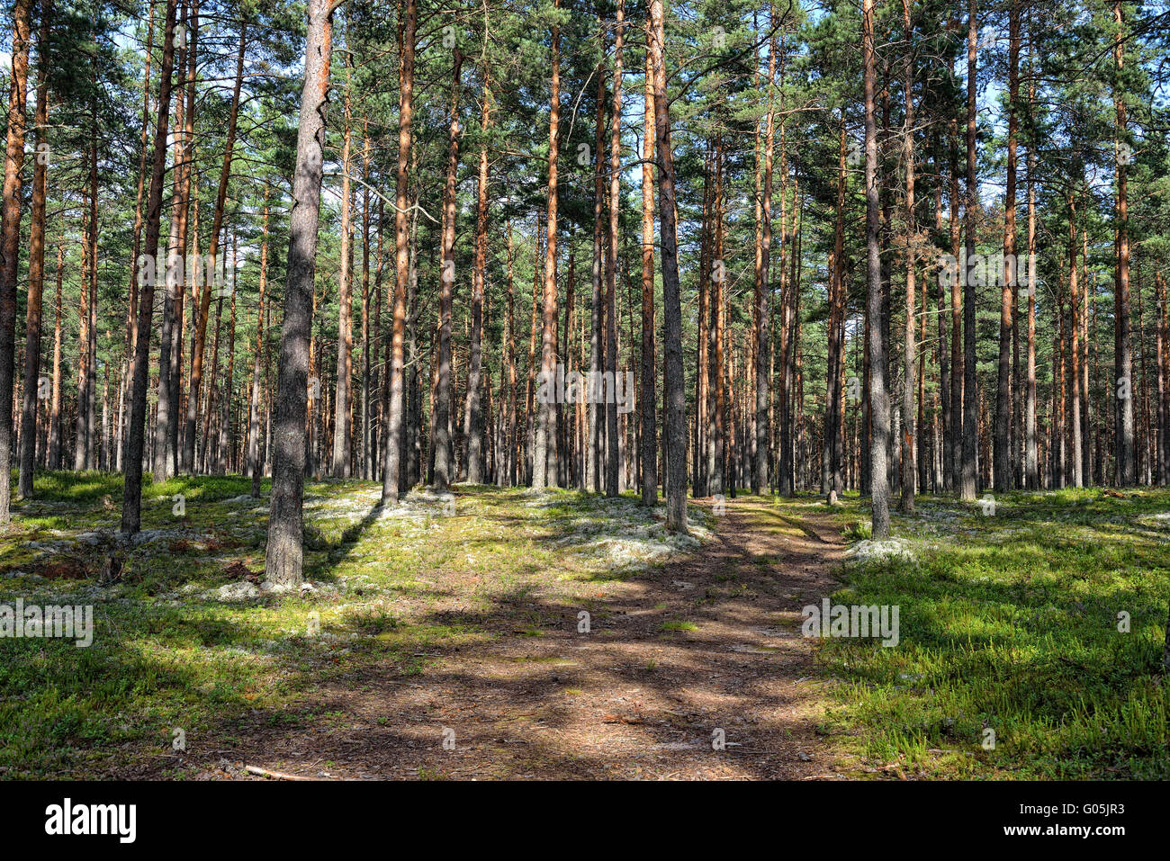 Beautiful view of the pine forest in sunny summer day Stock Photo - Alamy
