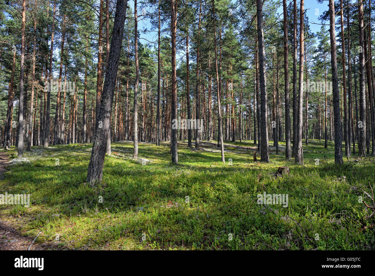 Beautiful view of the pine forest in sunny summer day Stock Photo - Alamy