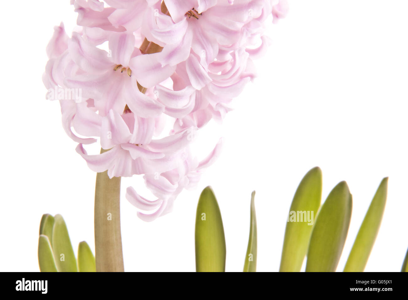 Pink hyacinth (hyacinthus orientalis) close up Stock Photo