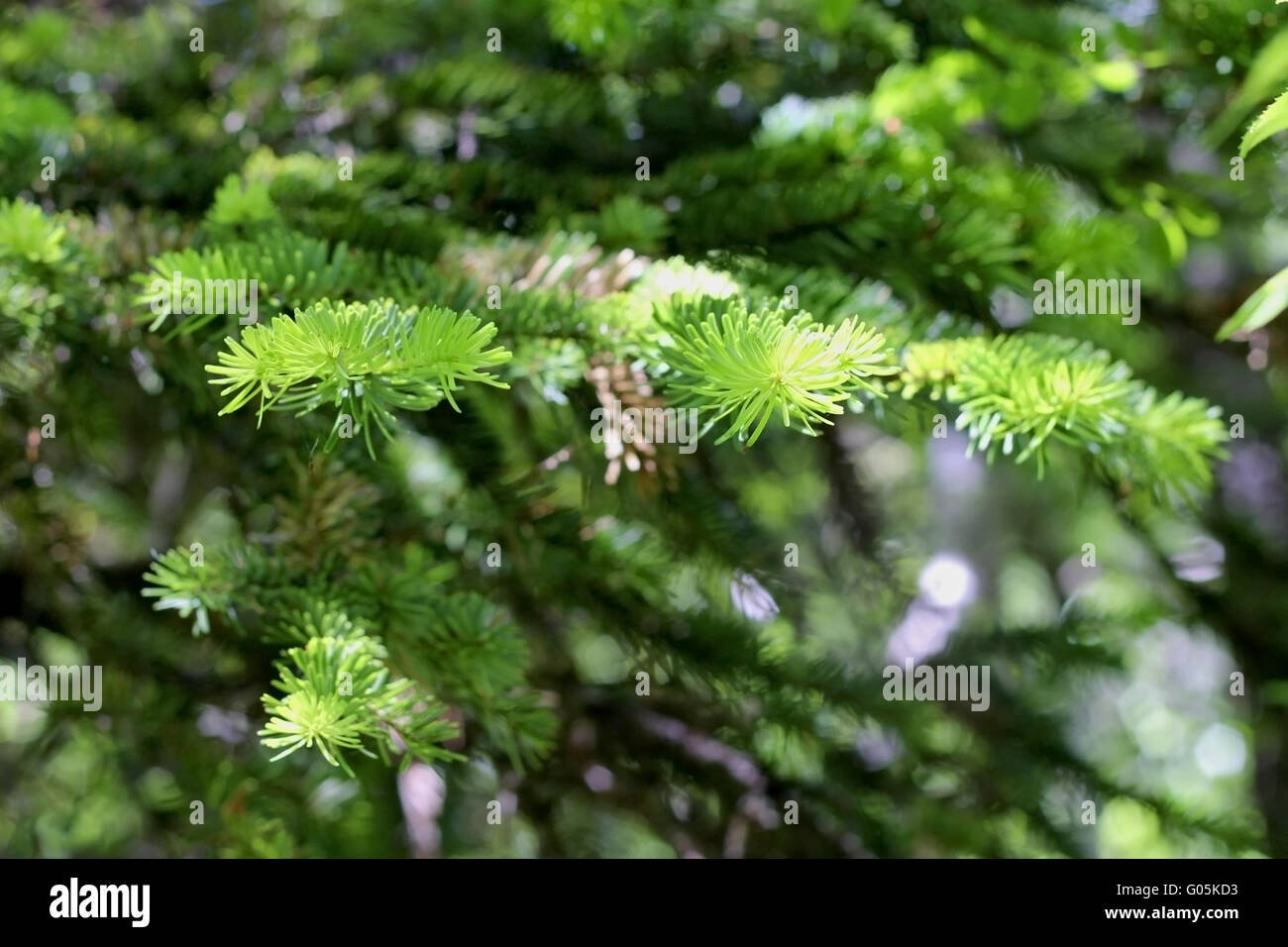 New green pins of the fir branch Stock Photo - Alamy