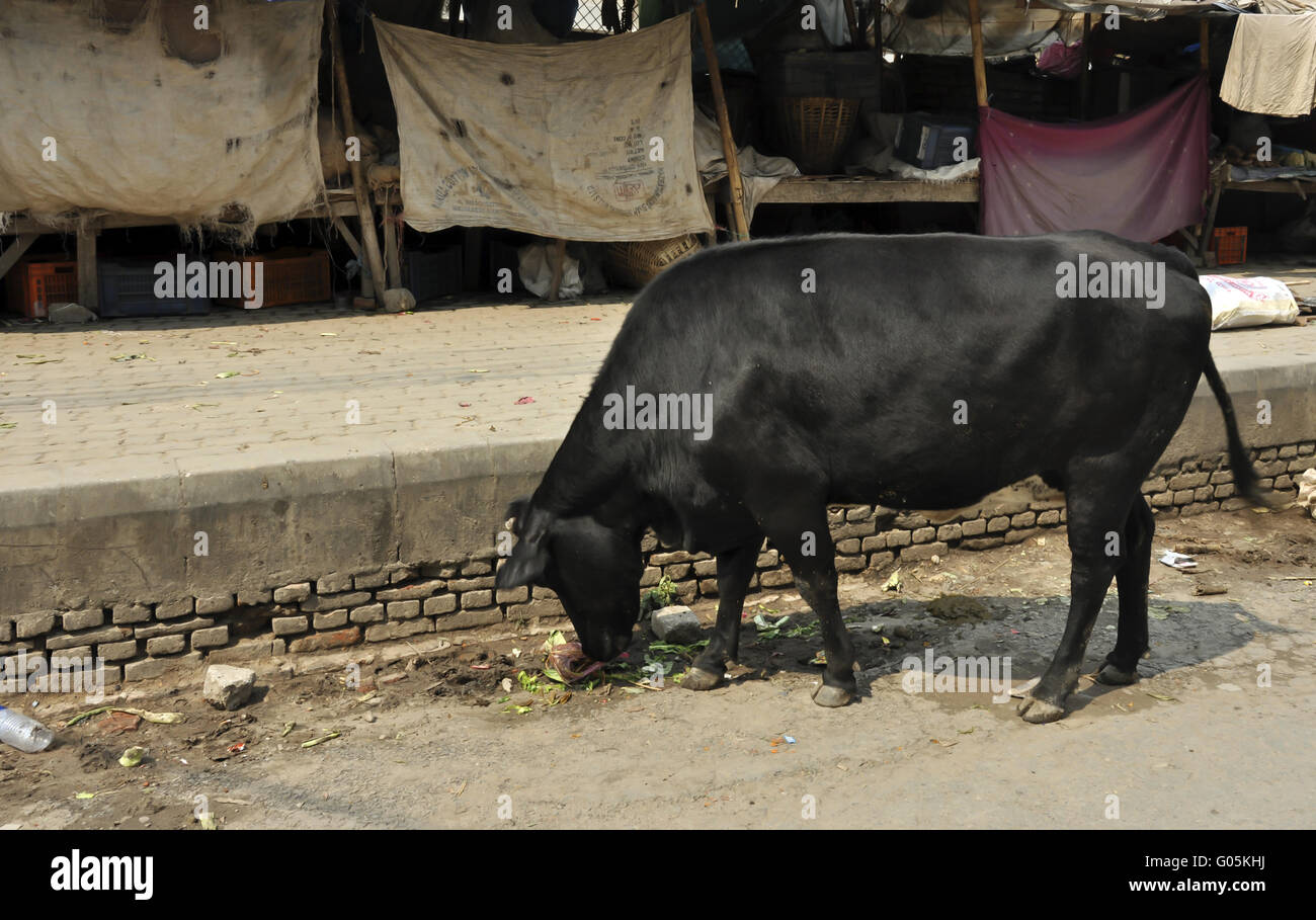 sacred cow in nepal Stock Photo Alamy