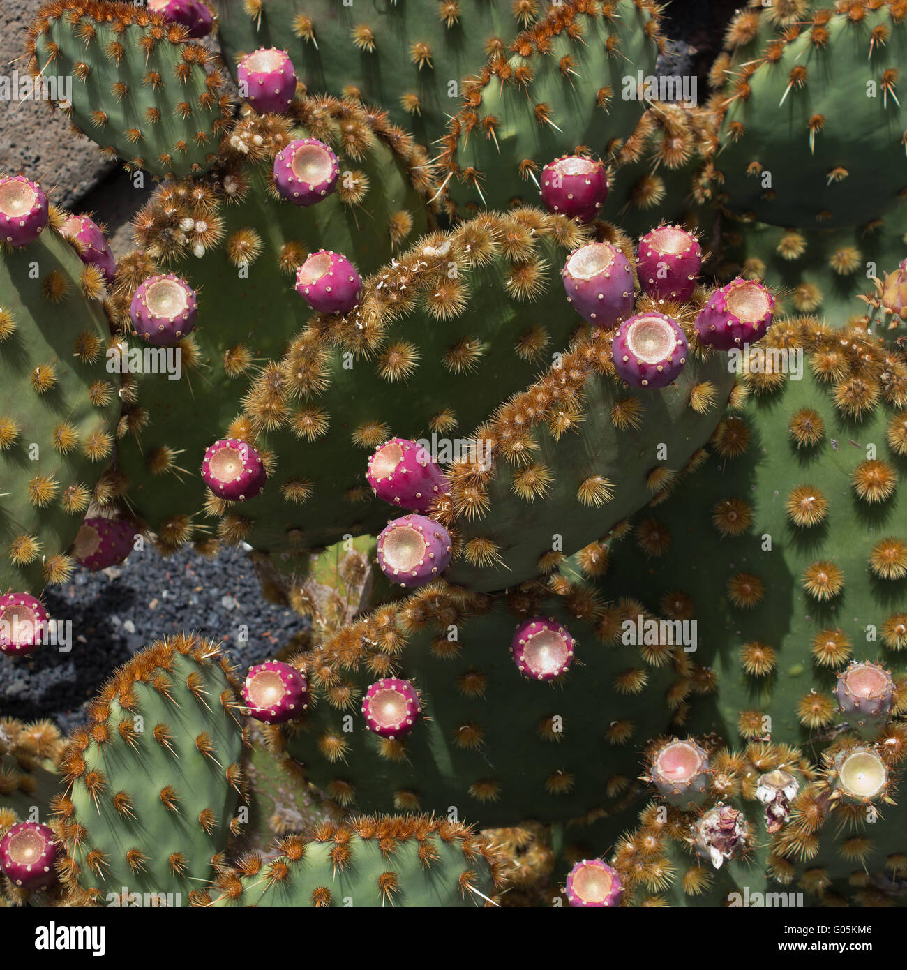 Verbrannte Erde High Resolution Stock Photography and Images - Alamy