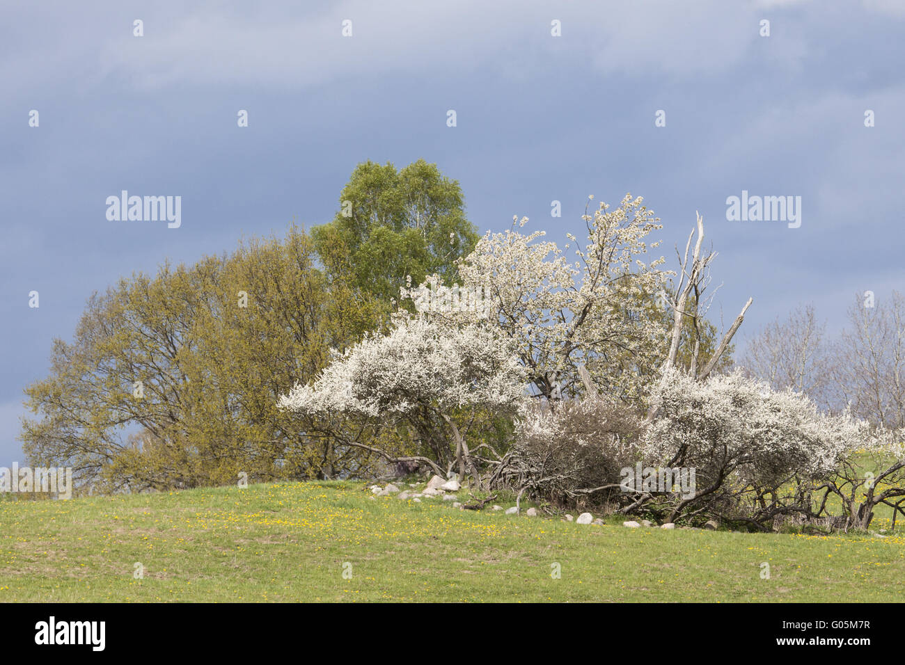 Spring landscape in Mecklenburg-Western Pomerania Stock Photo