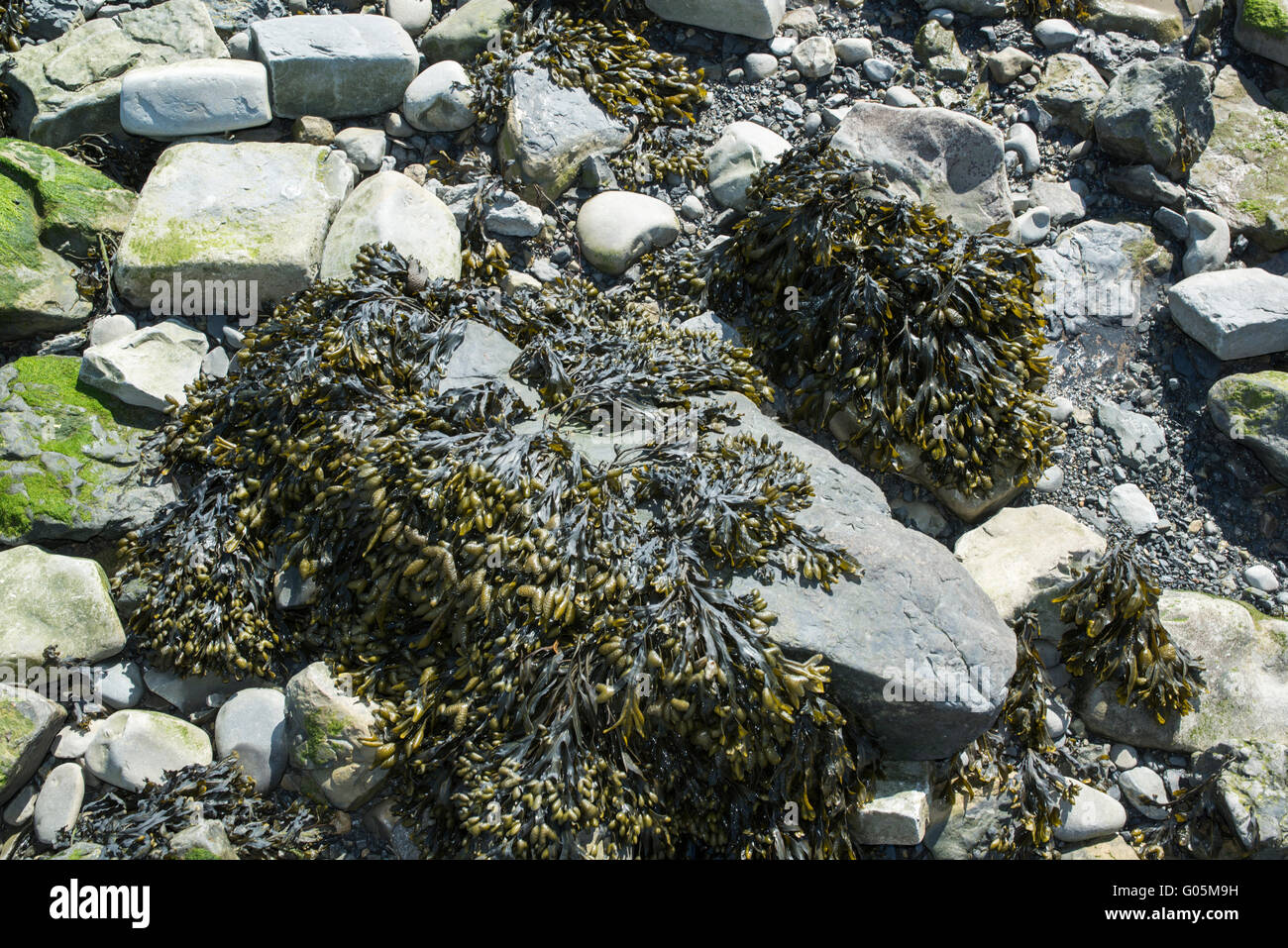 Seaweed amongst rocks on a pebble beach. Stock Photo