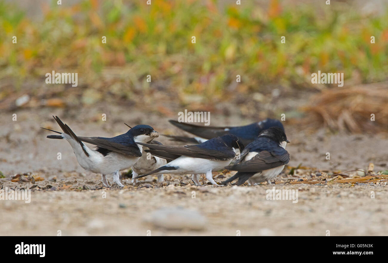 House martingale gathering mud for nest Stock Photo Alamy