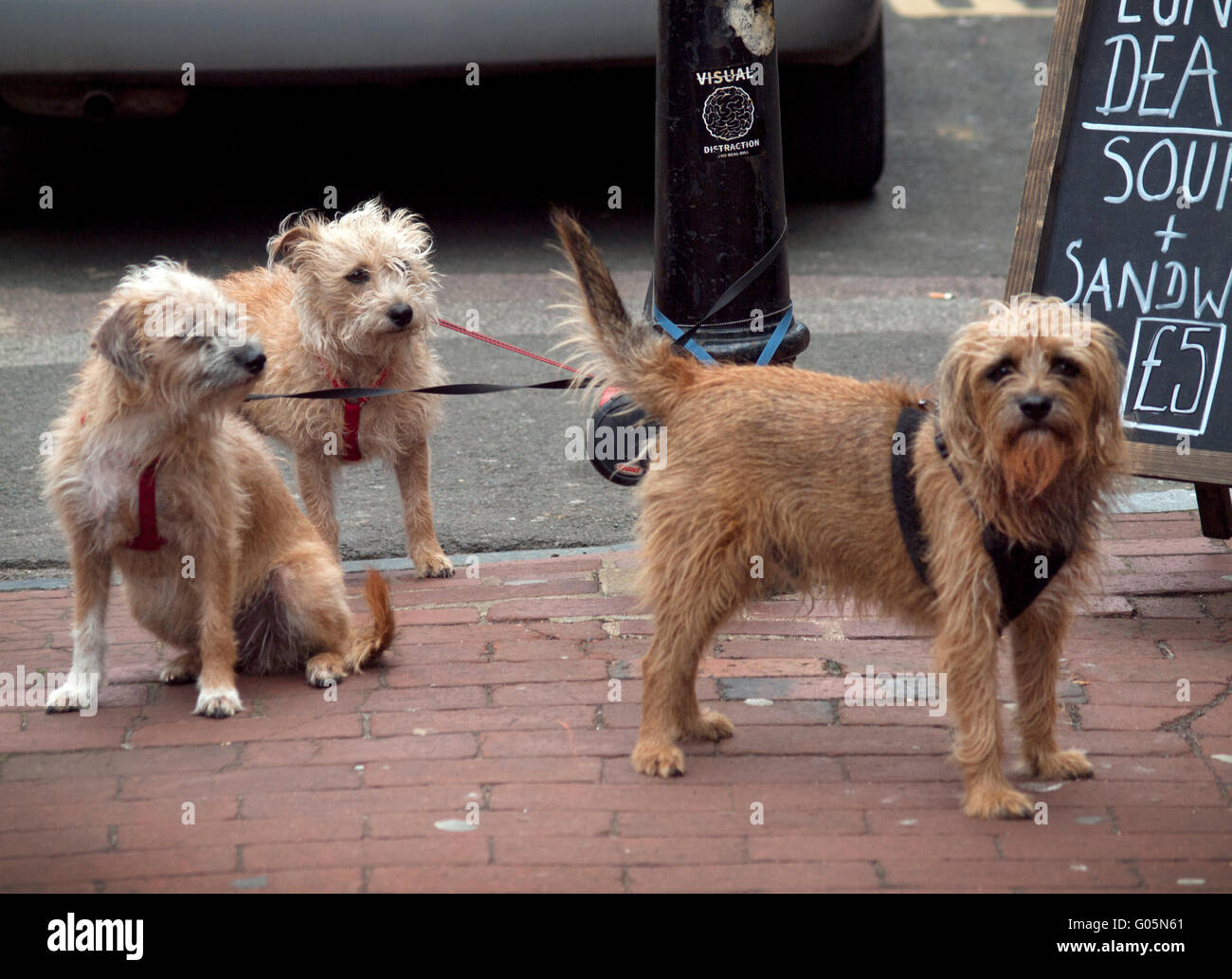 A family of dogs tied up on a Brighton street corner Stock Photo Alamy