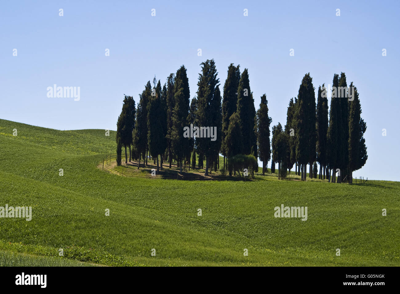 Group trees field spring hi-res stock photography and images - Alamy