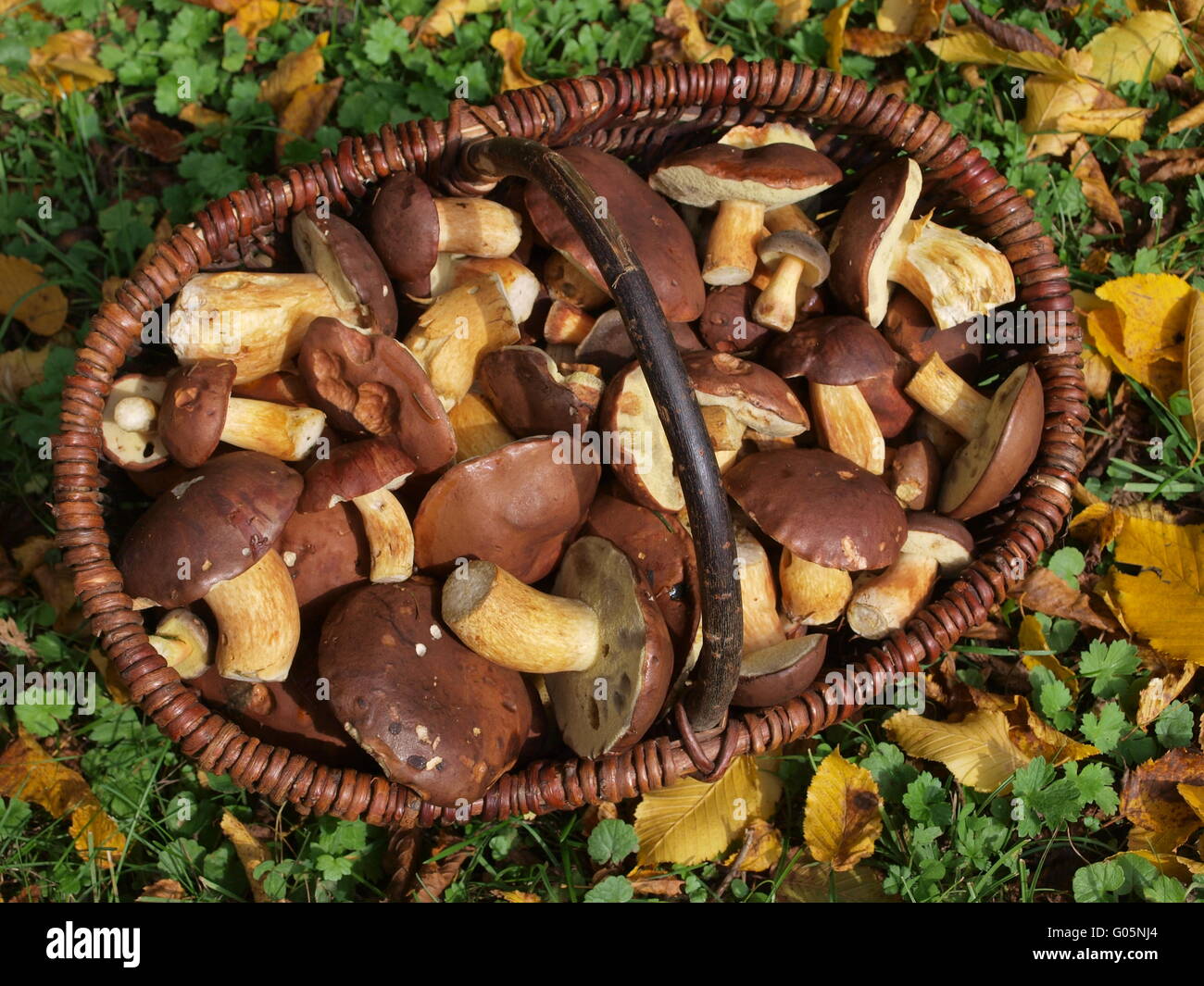 Basket with Bay bolete mushrooms and autumn leaves Stock Photo