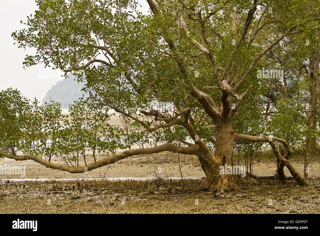 Mangrove tree with breath roots Stock Photo