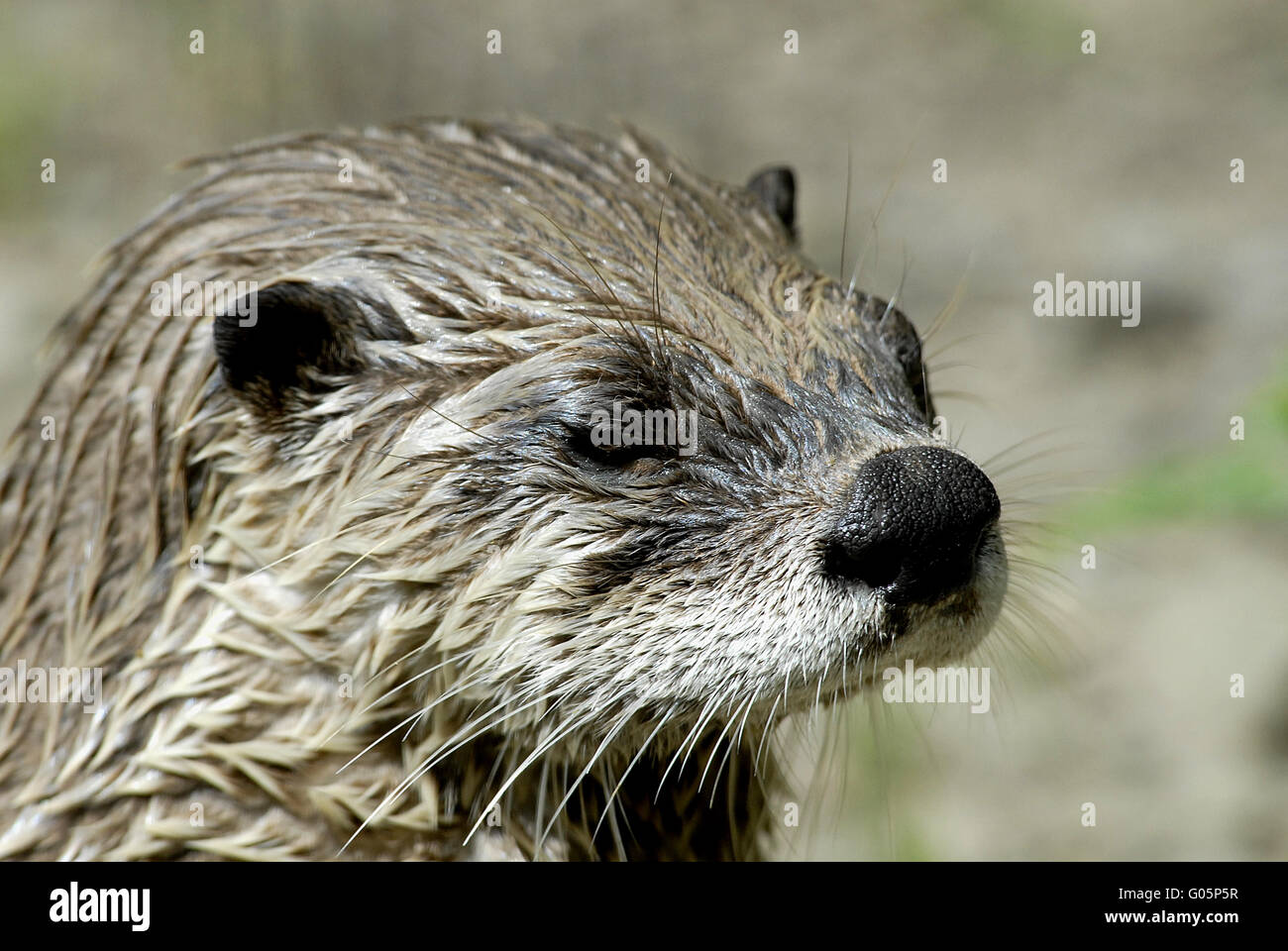 European otter Stock Photo