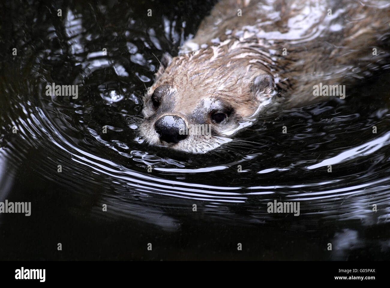 European otter Stock Photo