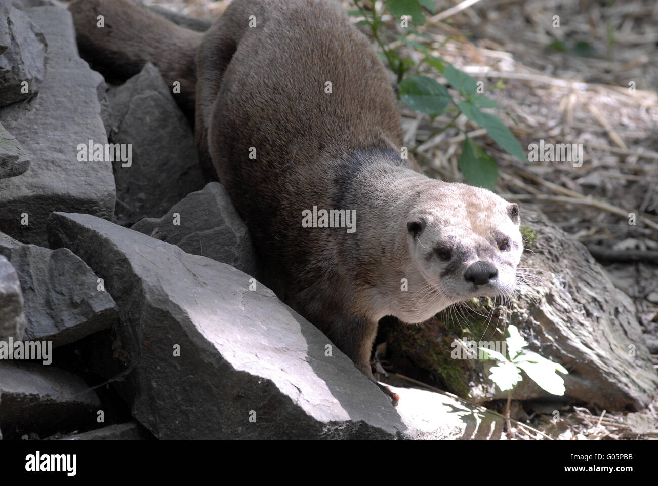European otter Stock Photo