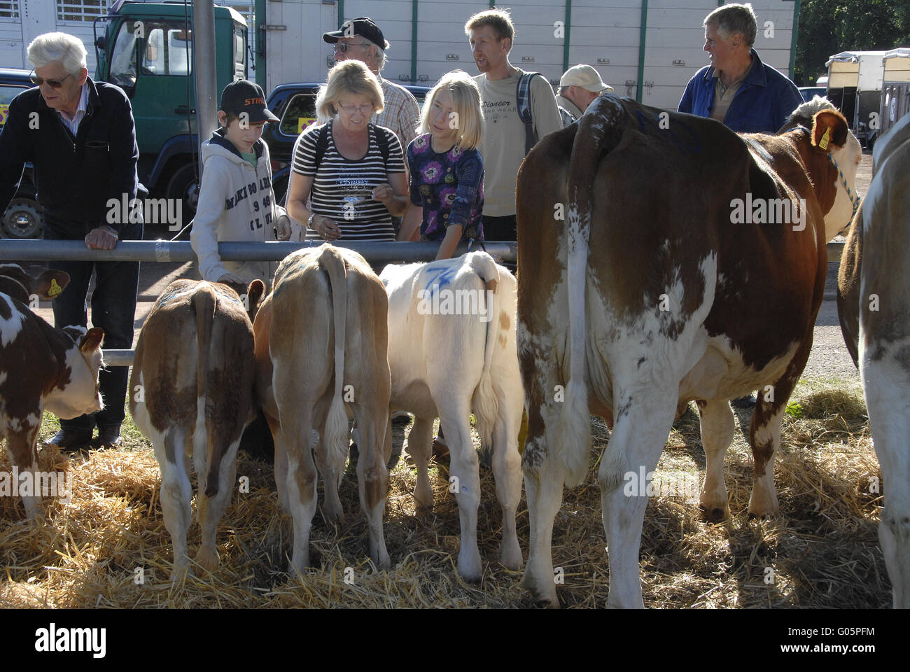 Cattle Market Stock Photo