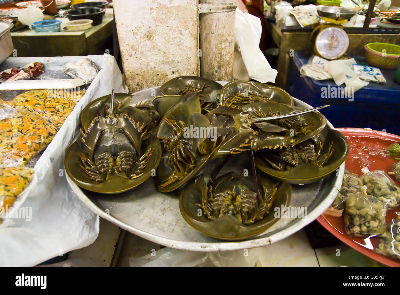 horseshoe crab in the fish market in Chumphon Stock Photo