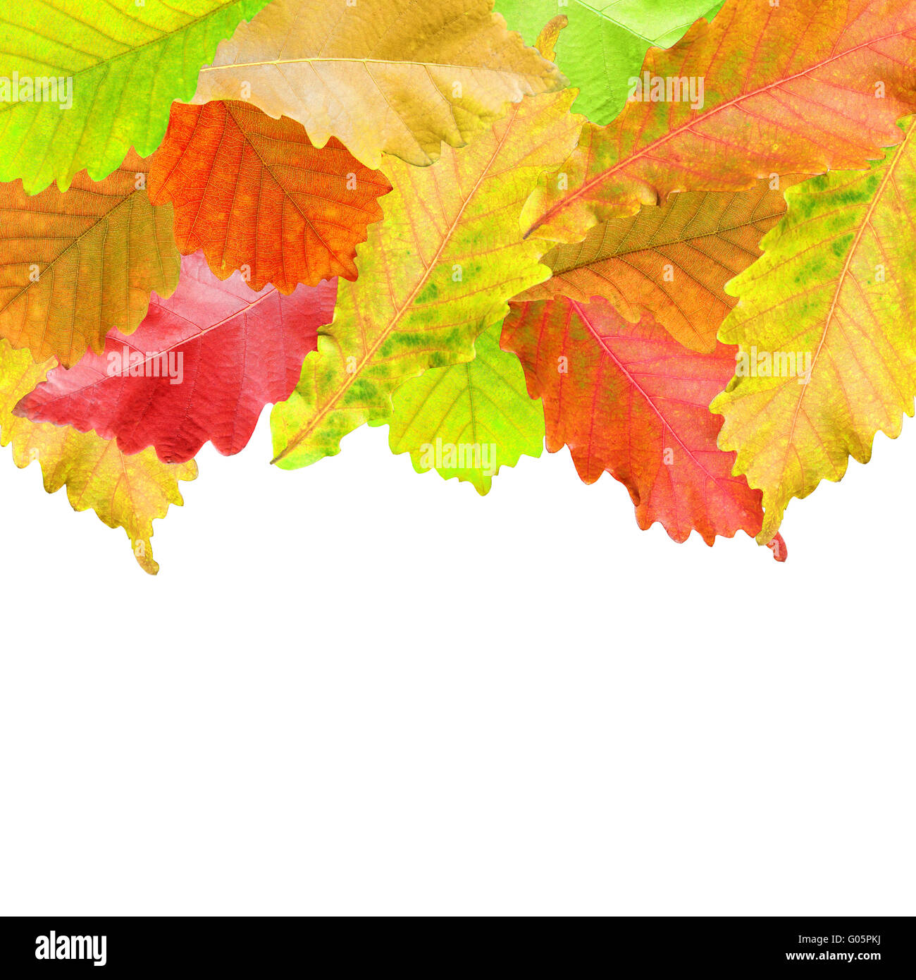 Autumn leaves frame over white for your text Stock Photo - Alamy