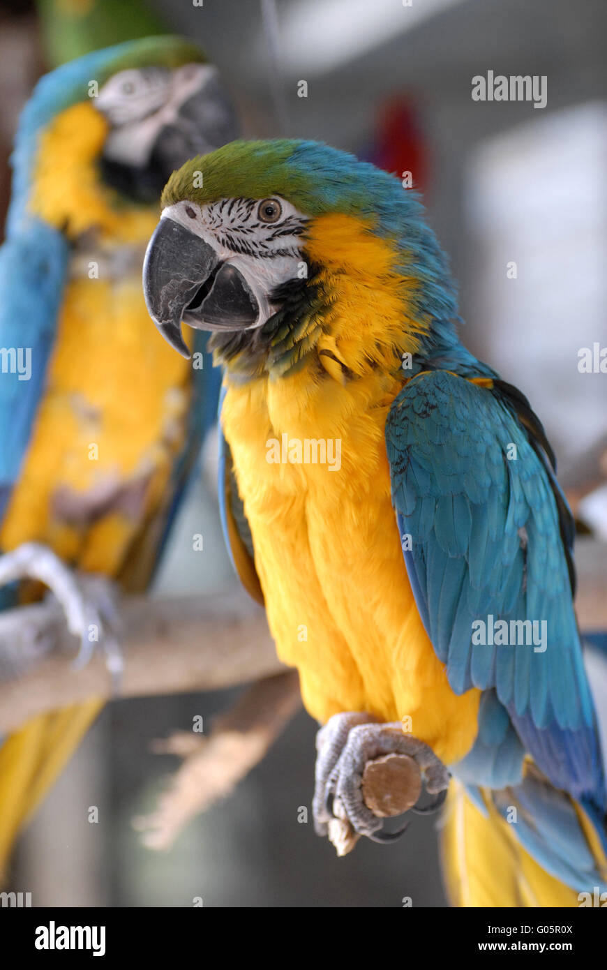 Blue and yellow Macaw Stock Photo