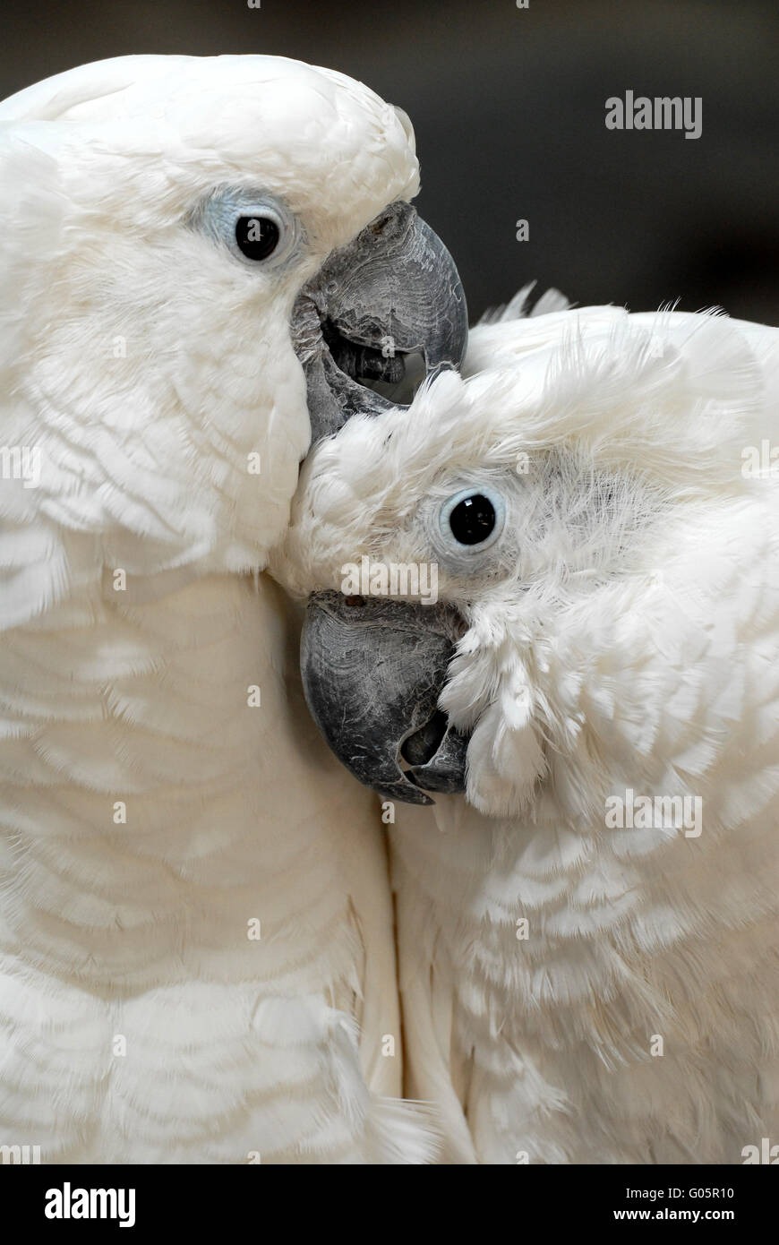 White Cockatoo Stock Photo