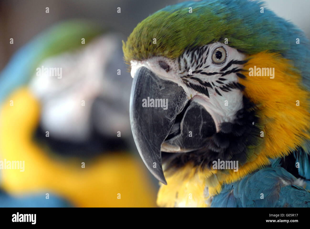 Blue and yellow Macaw Stock Photo
