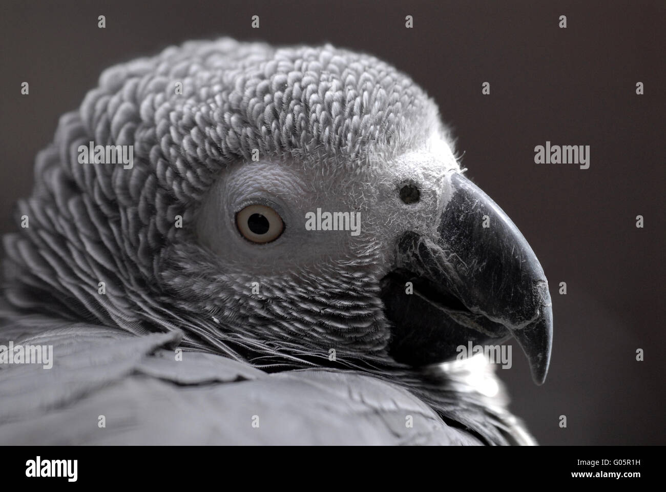 Grey Parrot Stock Photo