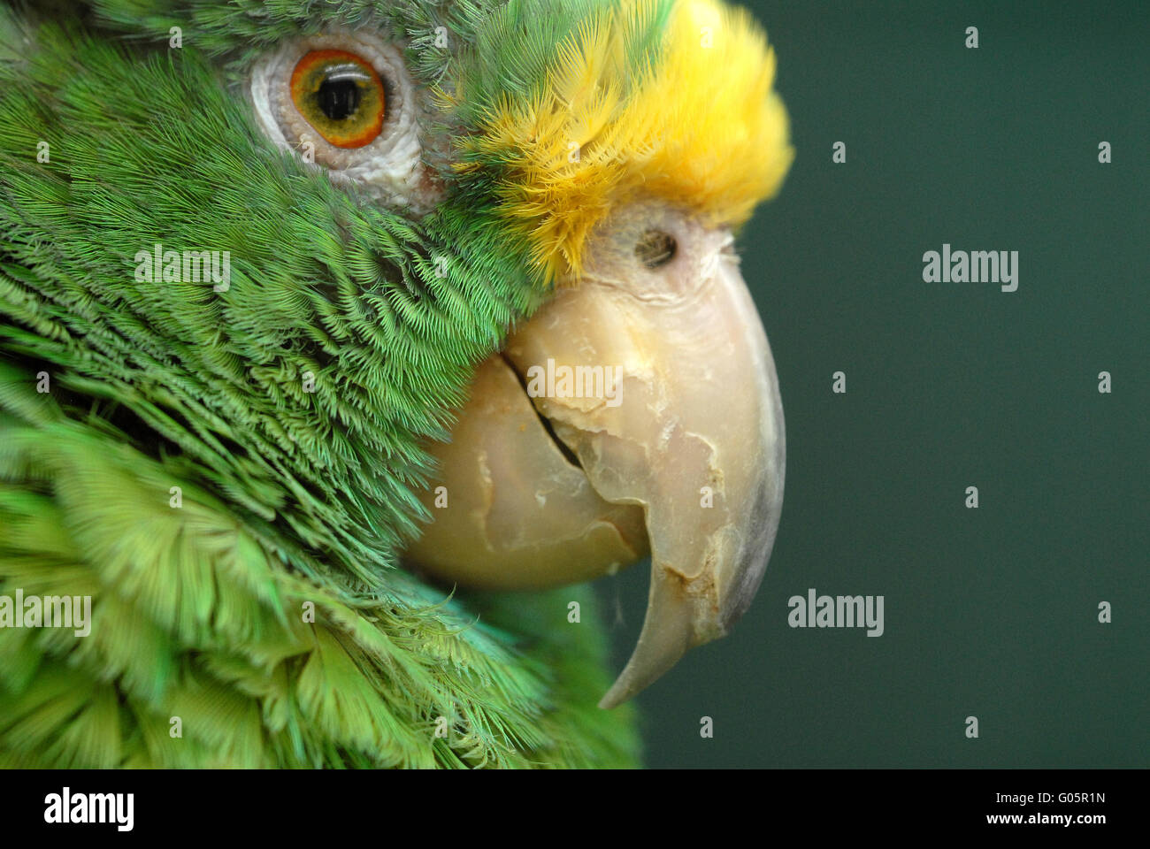 Yellow crowned amazon parrot hi-res stock photography and images - Alamy