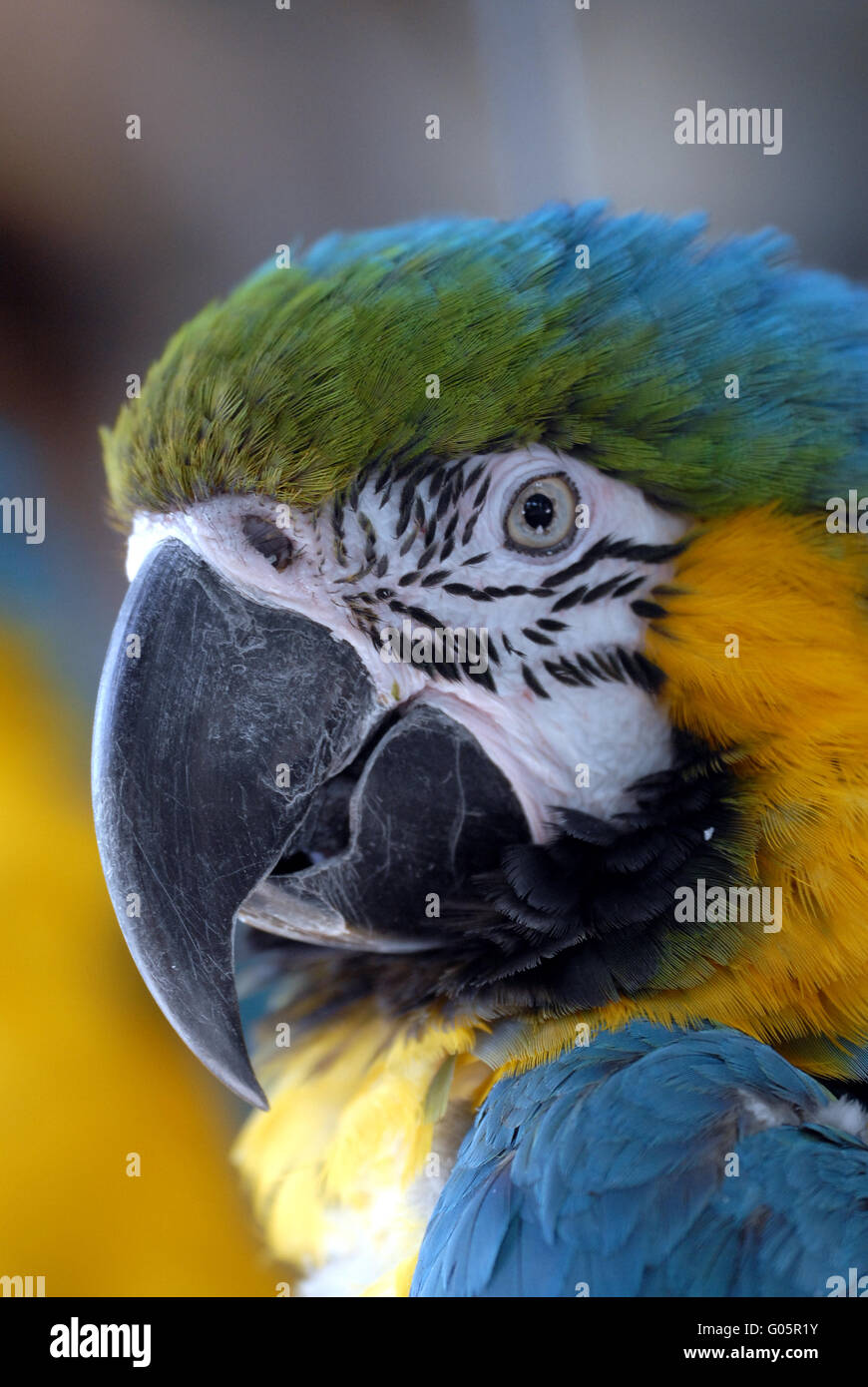 Blue and yellow Macaw Stock Photo