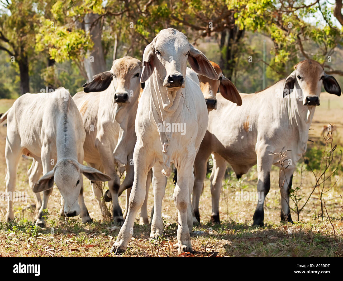 Young Brahman herd on ranch Australian beef cattle Stock Photo