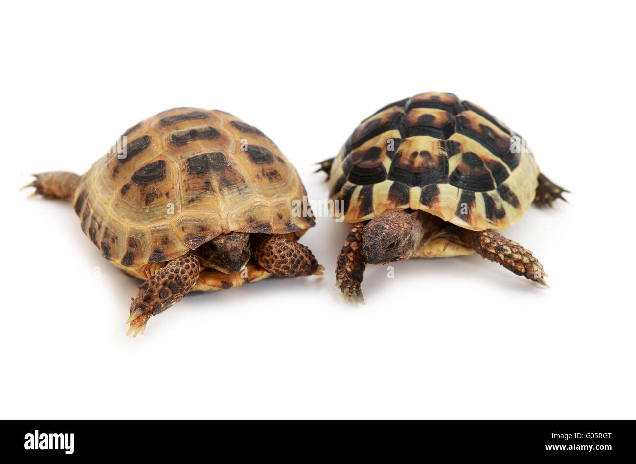 Russian tortoise and Hermann's tortoise on white Stock Photo