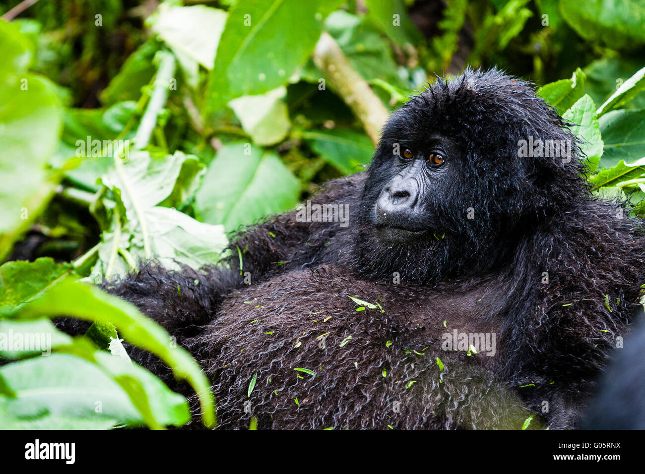 VOLCANOES NATIONAL PARK, RWANDA A young mountain gorilla (gorilla berengei berengei) watches tourists over its expansive belly. Stock Photo