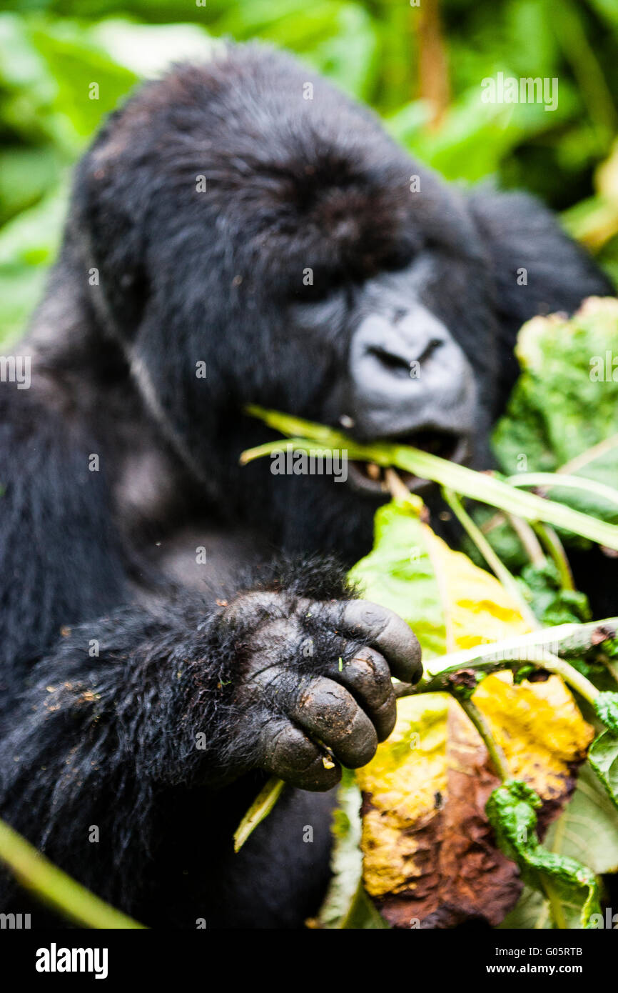 Silverback Food VOLCANOES NATIONAL PARK, RWANDA A male silverback mountain gorilla ...