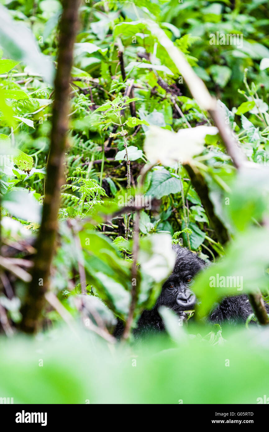 VOLCANOES NATIONAL PARK, RWANDA A young gorilla (gorilla berengei berengei) spied through the leaves. Stock Photo