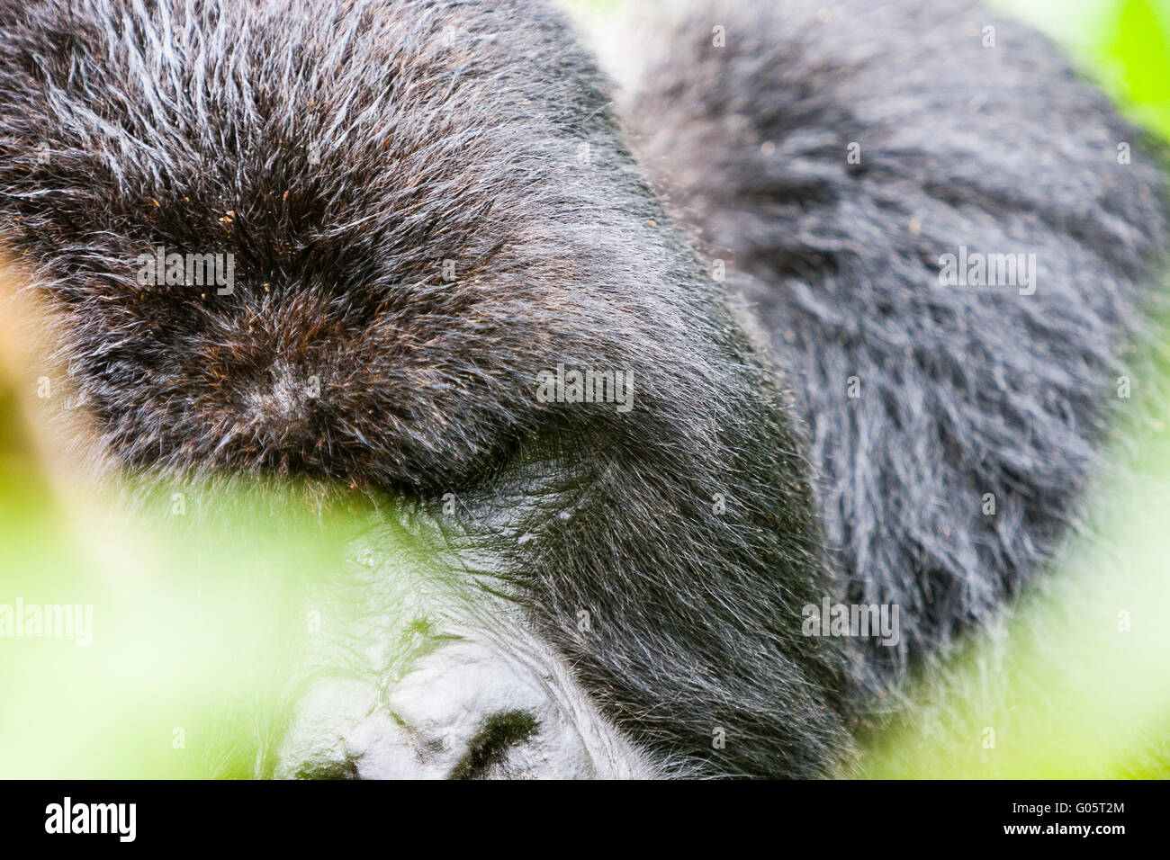 VOLCANOES NATIONAL PARK, RWANDA. Silverback gorilla in habitat. Stock Photo