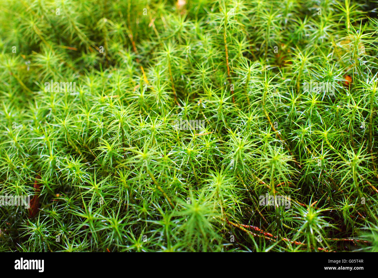 moss haircap in the forest Stock Photo