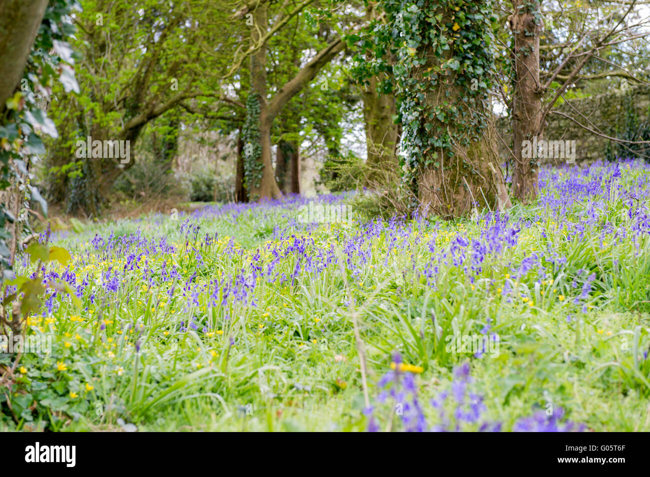 Bluebell carpet in a wood with copy space Stock Photo Alamy
