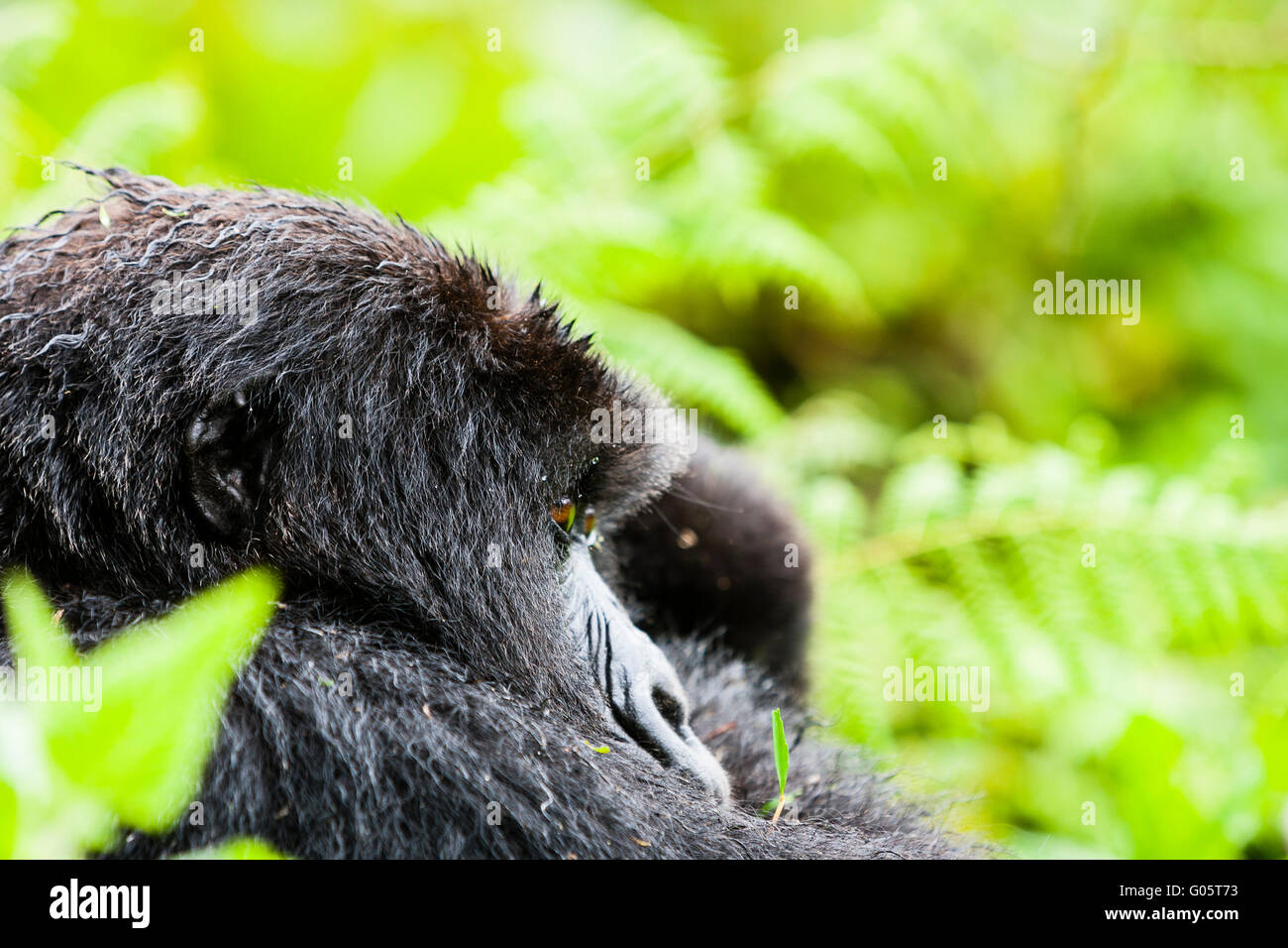 VOLCANOES NATIONAL PARK, RWANDA Mountain gorilla in habitat. Stock Photo