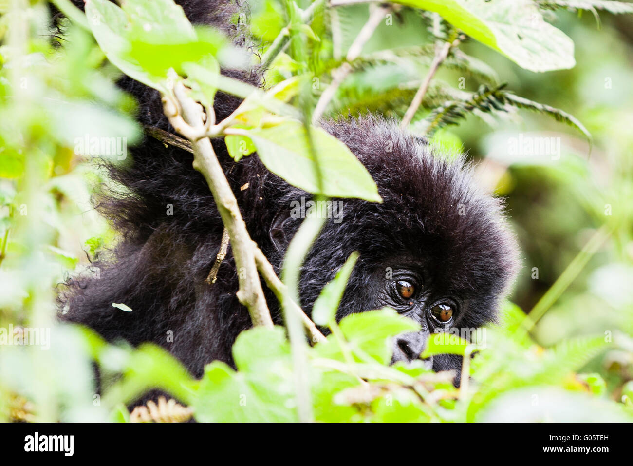 VOLCANOES NATIONAL PARK, RWANDA Young mountain gorilla hanging from