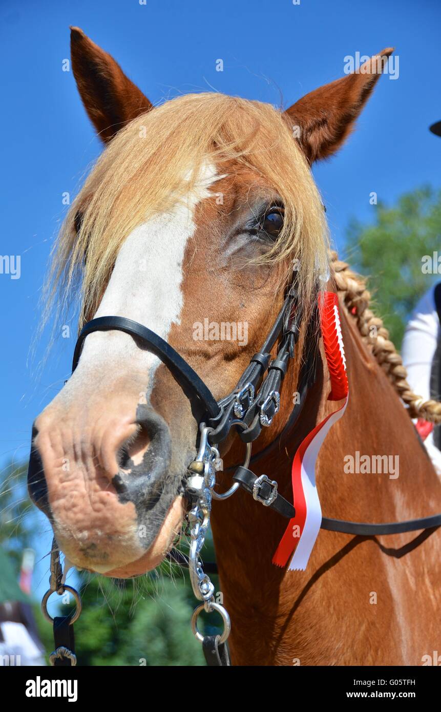 Chestnut horse with a winners rosette Stock Photo
