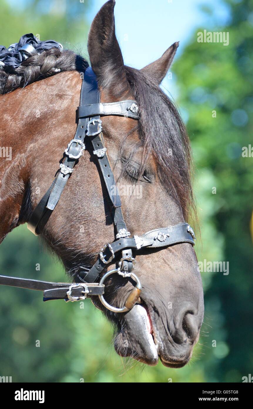 Head portrait of a beautiful powerful horse Stock Photo