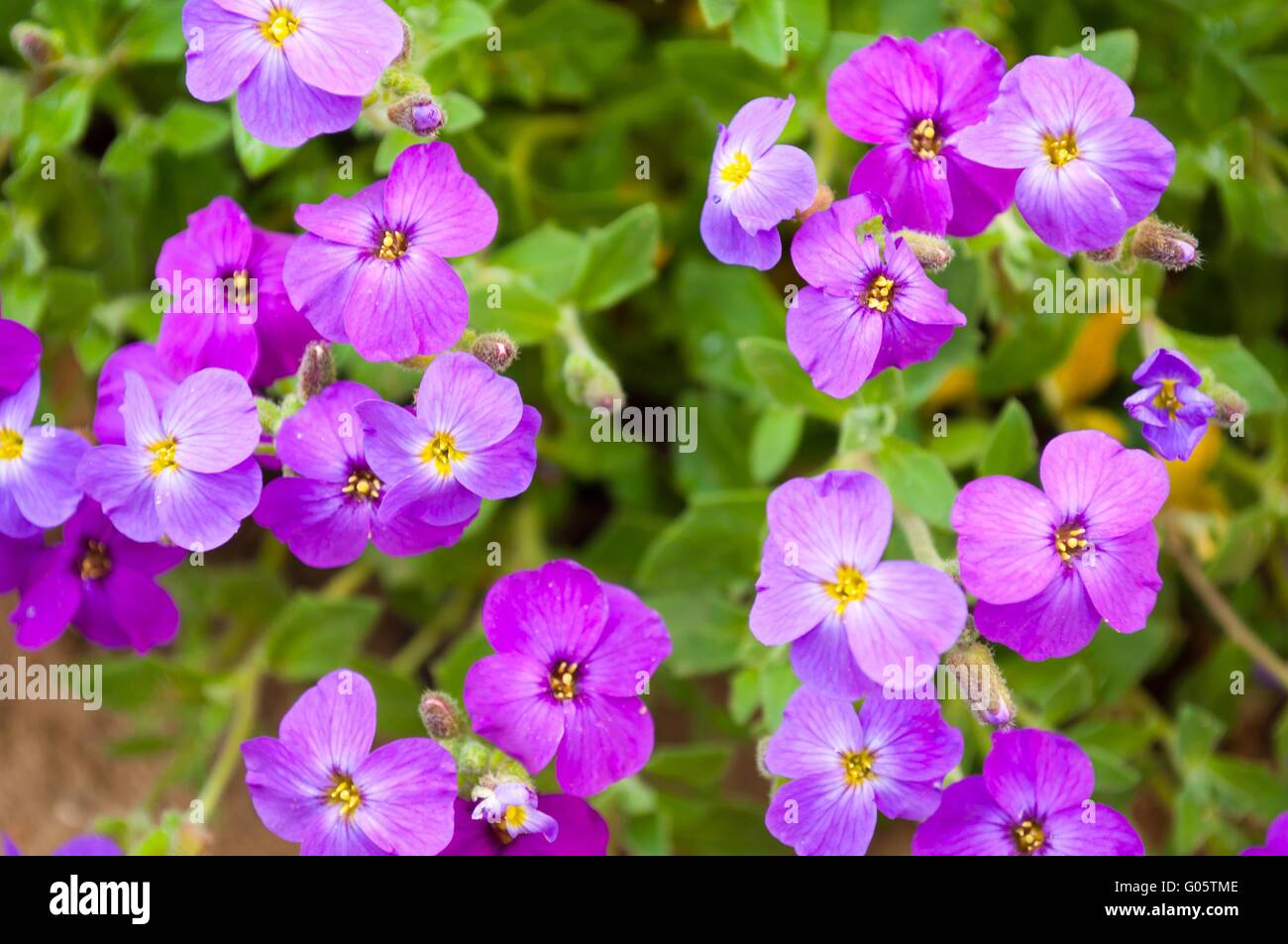 Close up of purple blossoms of Aubrieta flowers in a garden Stock Photo